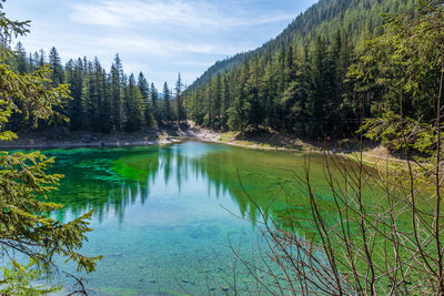 Scenic view of lake by trees in forest against sky