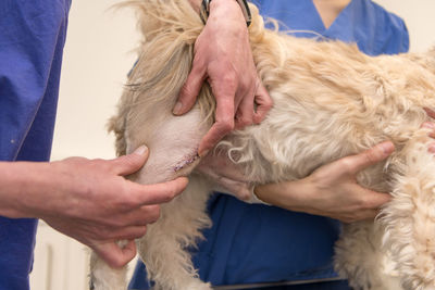 Midsection of man with dog