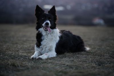 Dog looking away while sitting on land