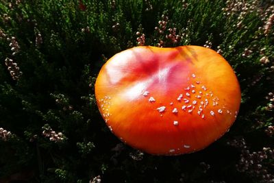 Close-up of apple on tree