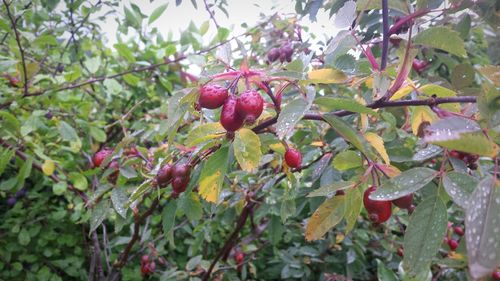 Low angle view of fruits on tree