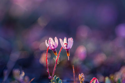 Close-up of pink flowering plant