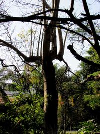 Low angle view of trees in forest