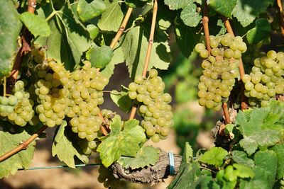 Close-up of grapes growing in vineyard