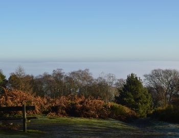 Scenic view of trees against clear sky