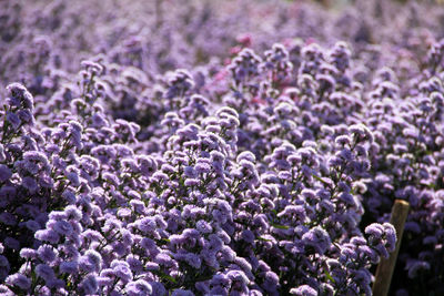 Fresh purple flowers in field