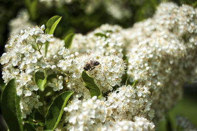 Close-up of insect on white flower