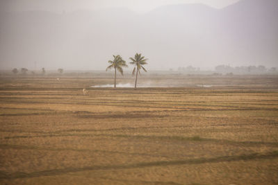 Scenic view of agricultural field against sky, haiti