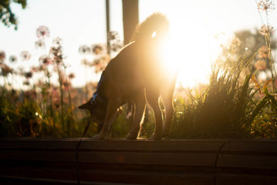 View of a dog against the sky