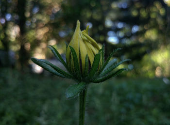 Close-up of flower bud