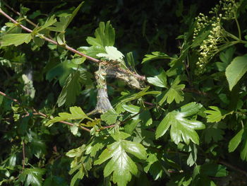 plant