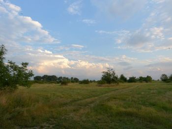 Scenic view of grassy field against sky