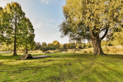 Trees on field against sky