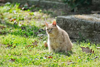 Portrait of cat on field