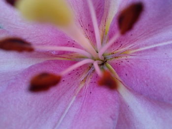 Close-up of purple flower