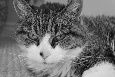 Close-up portrait of cat relaxing outdoors