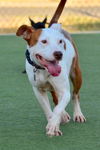 Portrait of a dog on field