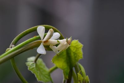 Close-up of flowering plant