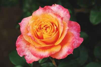 Close-up of pink rose