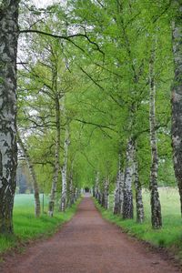 Empty pathway along trees