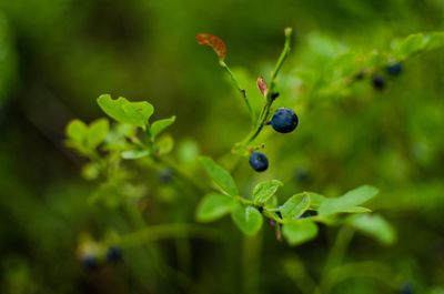 Close-up of berries growing on plant