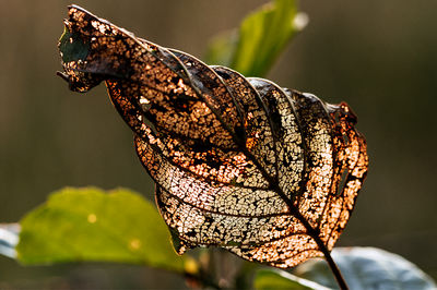 Close-up of butterfly on dry leaf