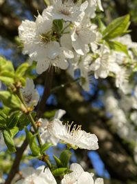 Close-up of white cherry blossom