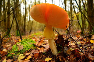 Close-up of orange mushroom growing on field