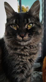 Close-up portrait of tabby cat