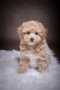 Close-up of dog against white background