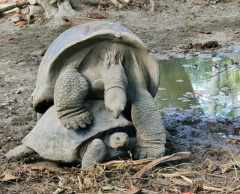 Close-up of elephant on field by lake