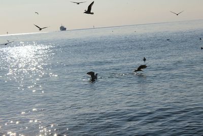 Seagull flying over sea