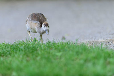 View of an animal on land