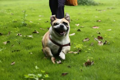 Full length of dog running on grassy field