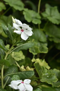 Close-up of white flowering plant