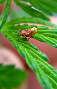 Orange insect on plant