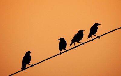 Silhouette birds perching on cable against clear orange sky