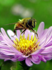 Close-up of honey bee on purple flower