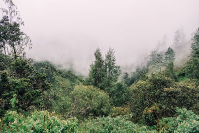 Scenic view of forest against sky