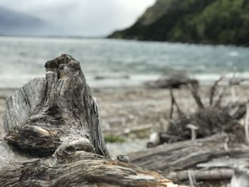 Close-up of driftwood on beach