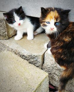 Portrait of cat with kitten