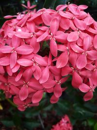 Close-up of pink flowers