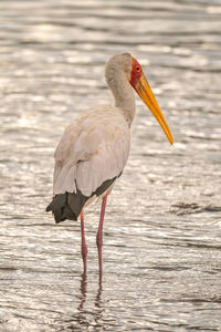 Yellow-billed stork stands in shallows facing right