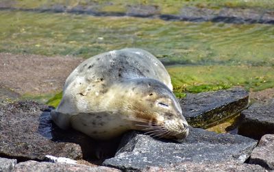 Grey seal sleeping on the rocky beach at the baltic sea coast in gdynia poland