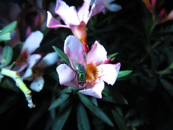 Close-up of pink flowering plant