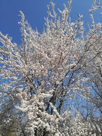 Low angle view of cherry blossom tree during winter