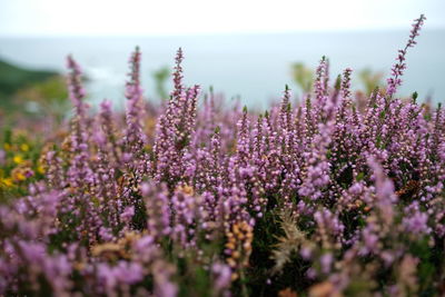 Close-up of purple flowering plants on field