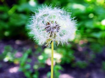 Close-up of dandelion