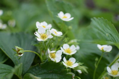 Close-up of white flowers blooming outdoors