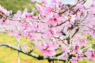 Close-up of pink cherry blossoms in spring